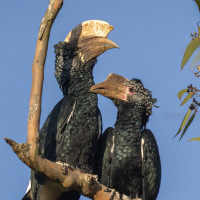 Silvery-cheeked Hornbill